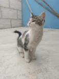 João 