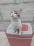 João 