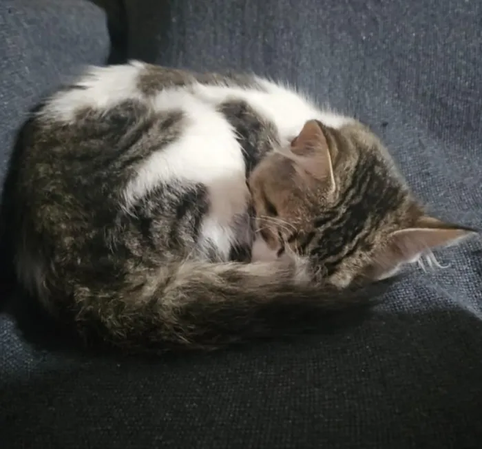 Gato raça SRD-ViraLata idade 2 a 6 meses nome João 