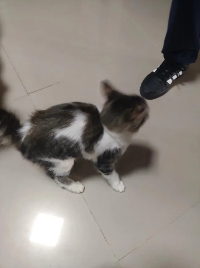 Gato raça SRD-ViraLata idade 2 a 6 meses nome João 