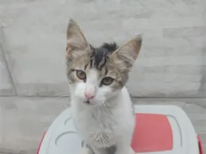 Gato raça SRD-ViraLata idade 2 a 6 meses nome João 