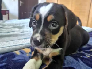 Cachorro raça SRD-ViraLata idade 2 a 6 meses nome brie