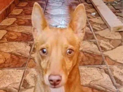 Cachorro raça Pinscher idade 1 ano nome puff