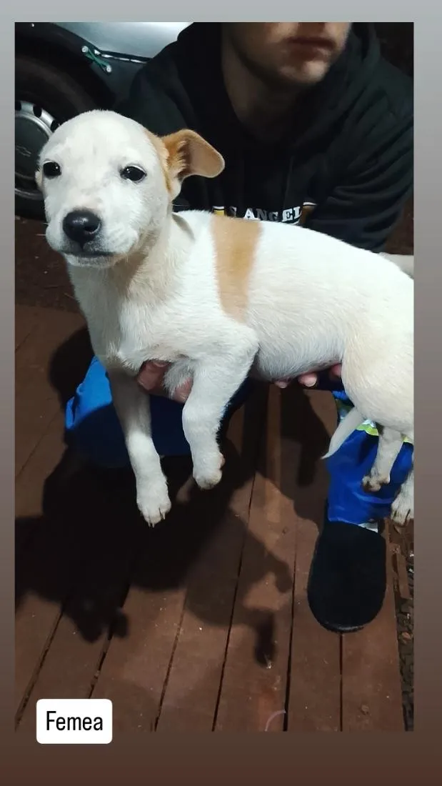 Cachorro raça SRD-ViraLata idade 2 a 6 meses nome filhote 1