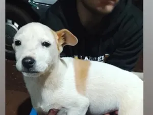 Cachorro raça SRD-ViraLata idade 2 a 6 meses nome filhote 1