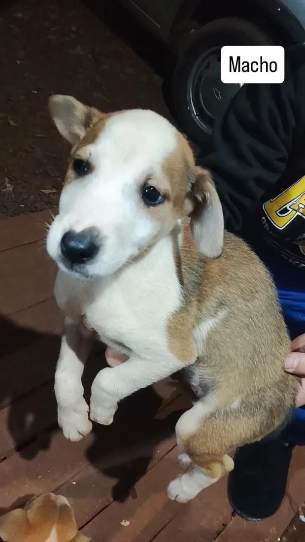 Cachorro raça SRD-ViraLata idade 2 a 6 meses nome filhote 2