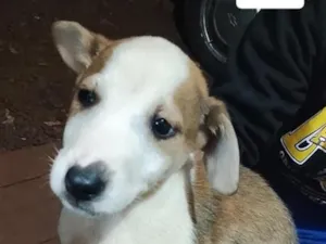 Cachorro raça SRD-ViraLata idade 2 a 6 meses nome filhote 2