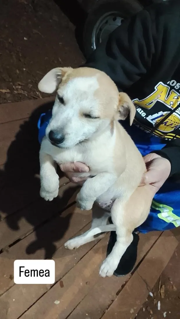 Cachorro raça SRD-ViraLata idade 2 a 6 meses nome filhote 3
