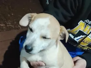 Cachorro raça SRD-ViraLata idade 2 a 6 meses nome filhote 3