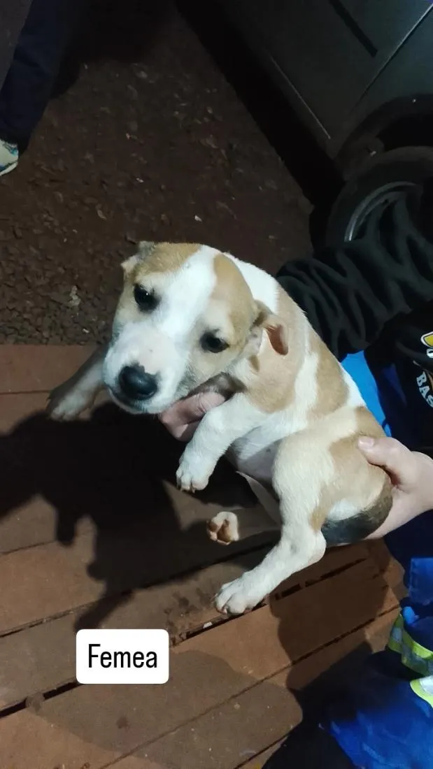 Cachorro raça SRD-ViraLata idade 2 a 6 meses nome filhote 4