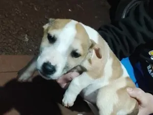 Cachorro raça SRD-ViraLata idade 2 a 6 meses nome filhote 4
