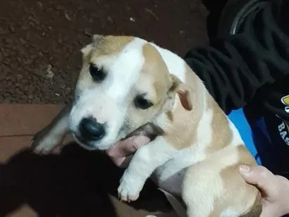Cachorro raça SRD-ViraLata idade 2 a 6 meses nome filhote 4