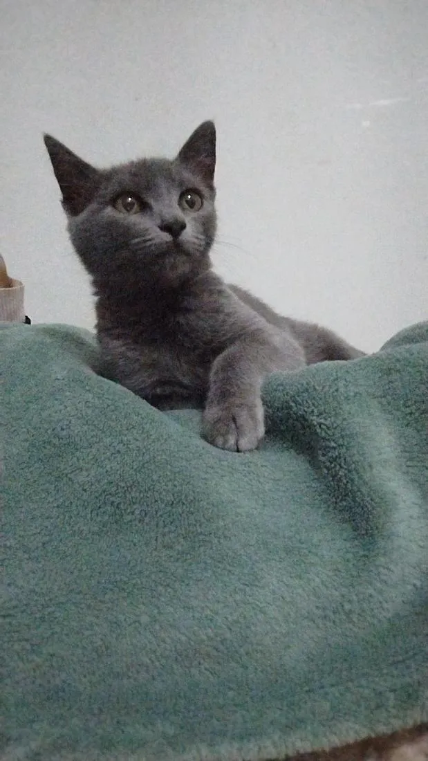 Gato raça SRD-ViraLata idade 2 a 6 meses nome jade