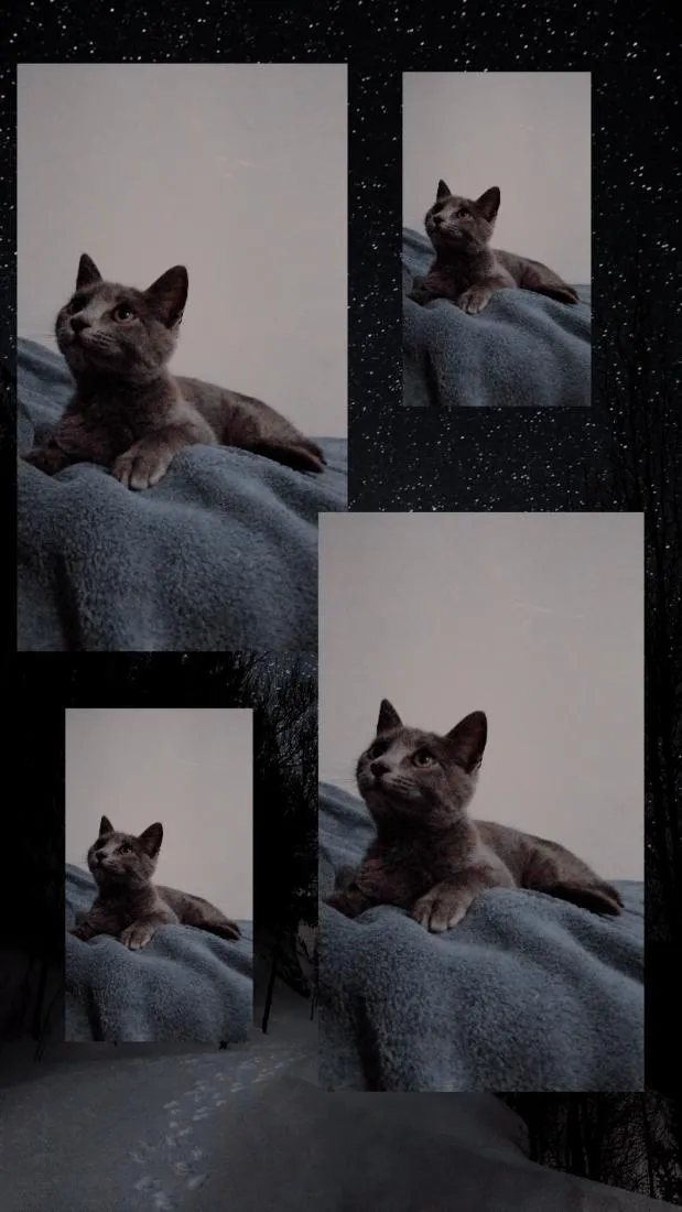 Gato raça SRD-ViraLata idade 2 a 6 meses nome jade