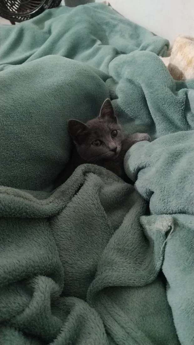 Gato raça SRD-ViraLata idade 2 a 6 meses nome jade