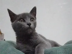 Gato raça SRD-ViraLata idade 2 a 6 meses nome jade