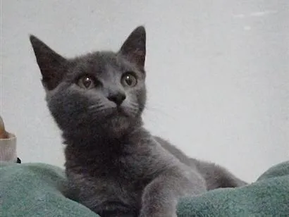 Gato raça SRD-ViraLata idade 2 a 6 meses nome jade