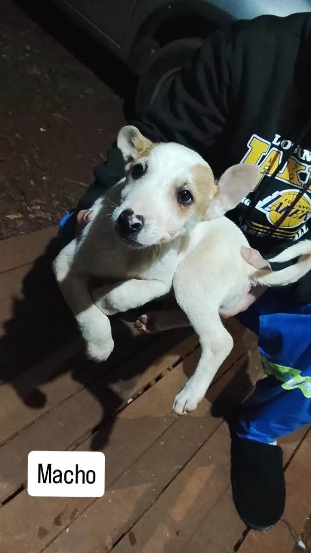 Cachorro raça SRD-ViraLata idade 2 a 6 meses nome filhote 5