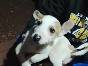Cachorro raça SRD-ViraLata idade 2 a 6 meses nome filhote 5