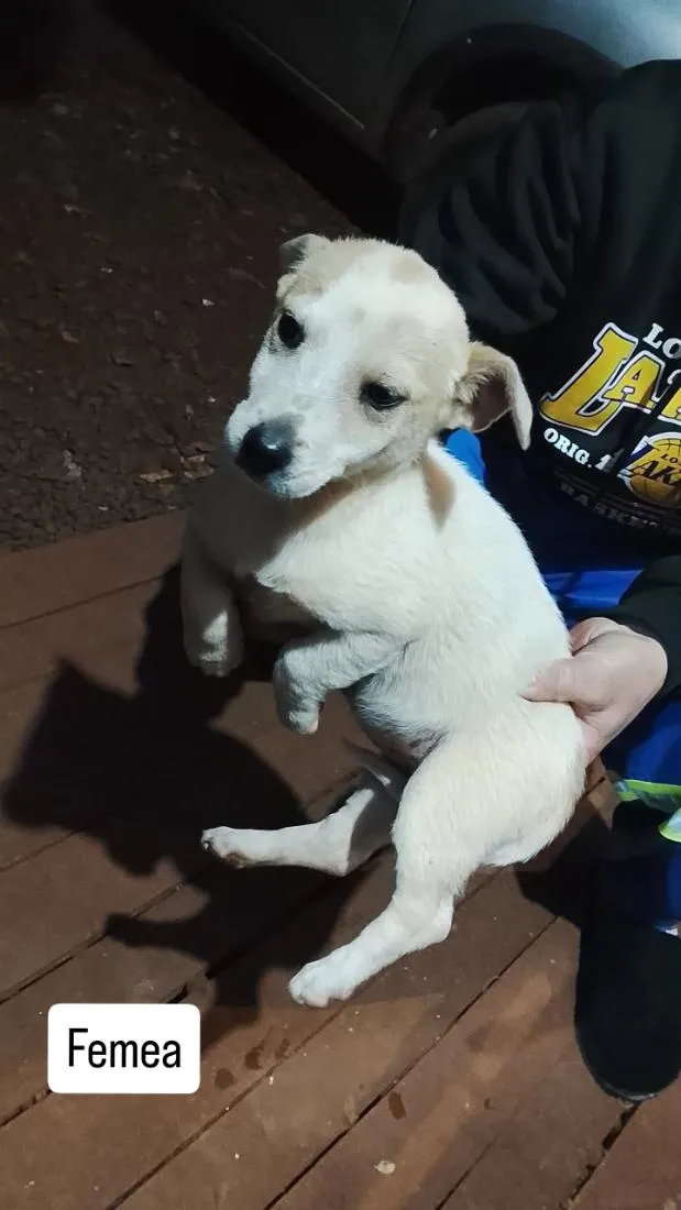 Cachorro raça SRD-ViraLata idade 2 a 6 meses nome Filhote 6
