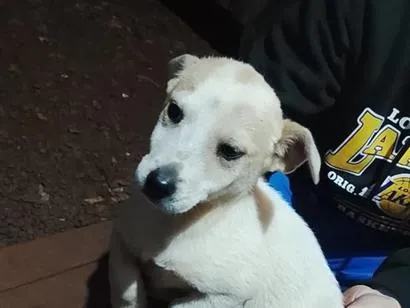 Cachorro raça SRD-ViraLata idade 2 a 6 meses nome Filhote 6