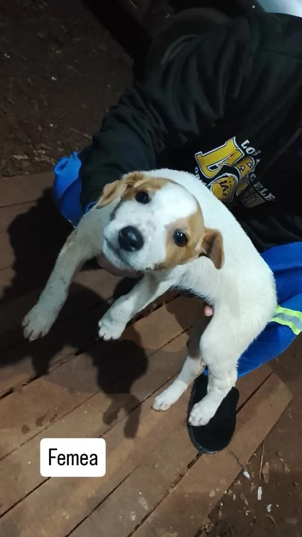 Cachorro raça SRD-ViraLata idade 2 a 6 meses nome filhote 7