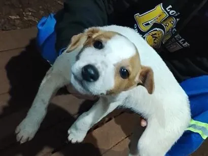 Cachorro raça SRD-ViraLata idade 2 a 6 meses nome filhote 7