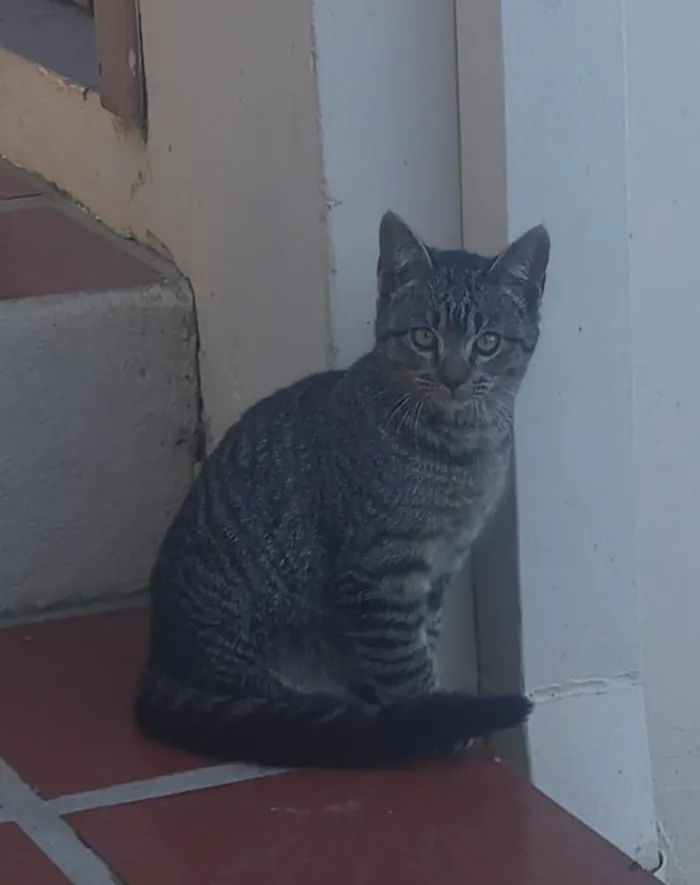 Gato raça SRD-ViraLata idade 2 a 6 meses nome Tigrinho