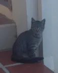 Tigrinho