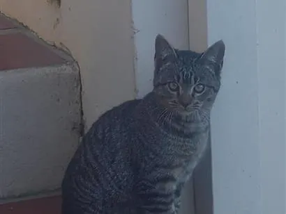 Gato raça SRD-ViraLata idade 2 a 6 meses nome Tigrinho