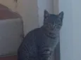 Tigrinho