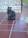 Tigrinho