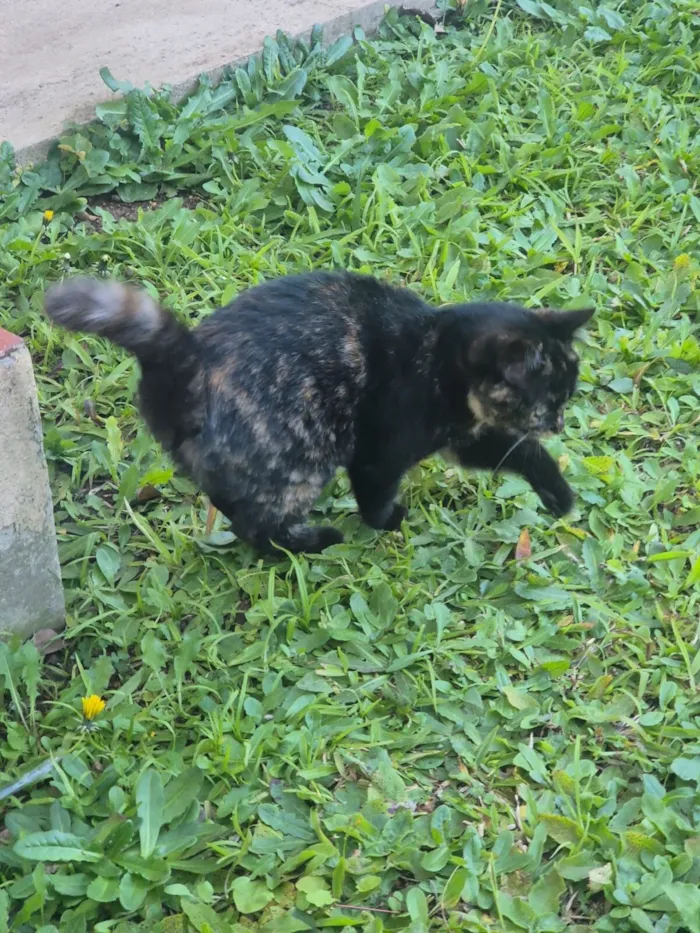 Gato raça SRD-ViraLata idade 2 a 6 meses nome Tigrinho