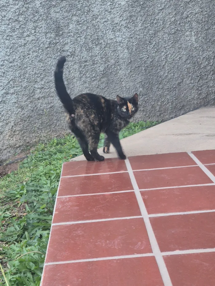Gato raça SRD-ViraLata idade 2 a 6 meses nome Tigrinho