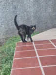 Tigrinho