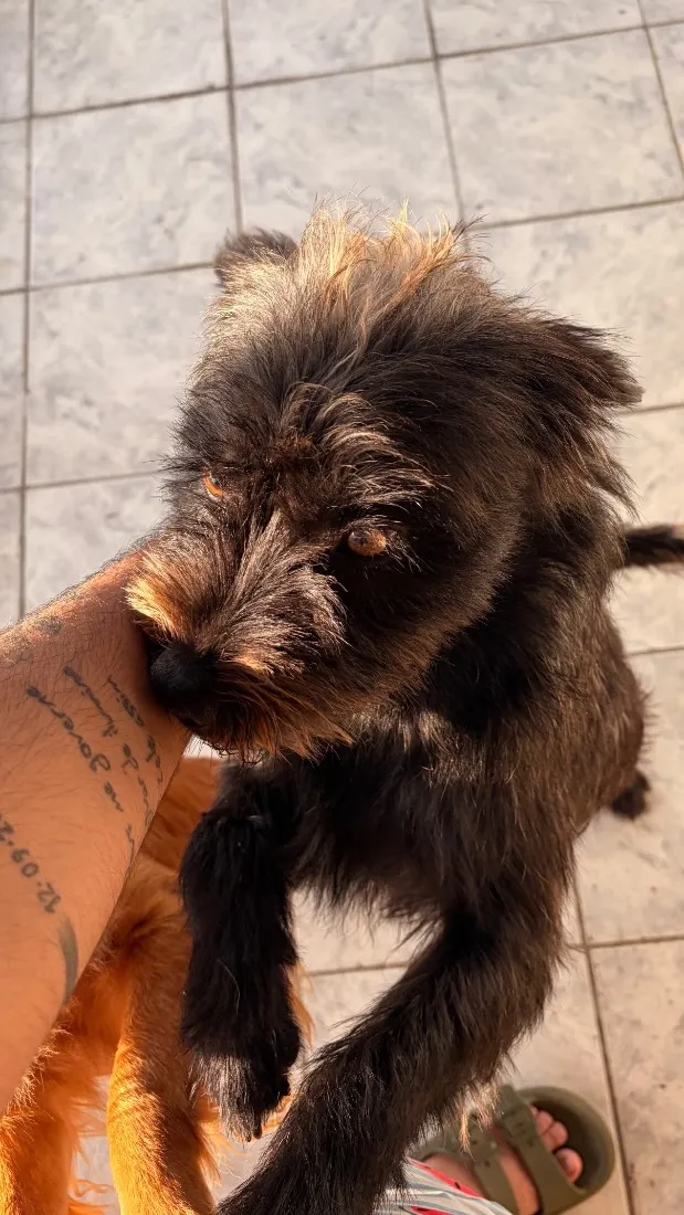 Cachorro raça SRD-ViraLata idade 1 ano nome Hank, nick 