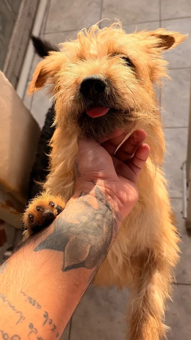 Cachorro raça SRD-ViraLata idade 1 ano nome Hank, nick 