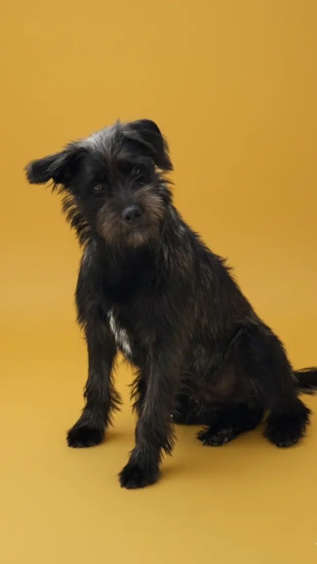 Cachorro raça SRD-ViraLata idade 1 ano nome Hank, nick 