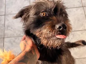 Cachorro raça SRD-ViraLata idade 1 ano nome Hank, nick 
