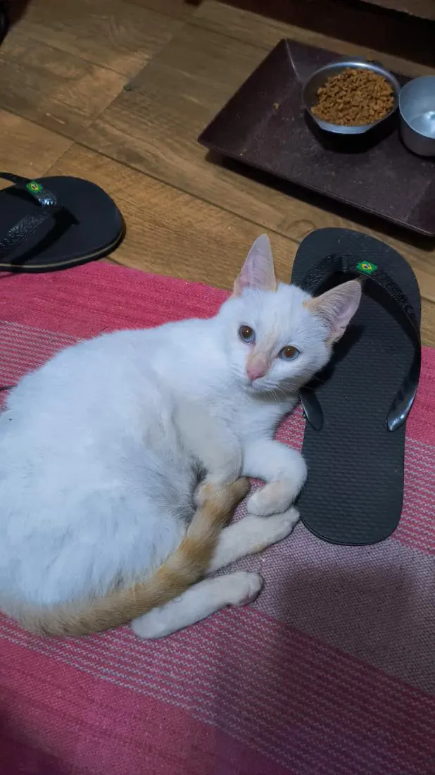 Gato raça SRD-ViraLata idade 2 a 6 meses nome Banana