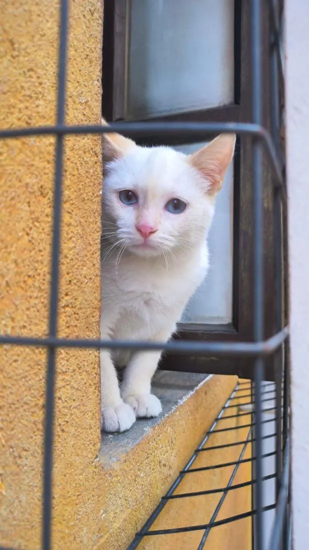 Gato raça SRD-ViraLata idade 2 a 6 meses nome Banana