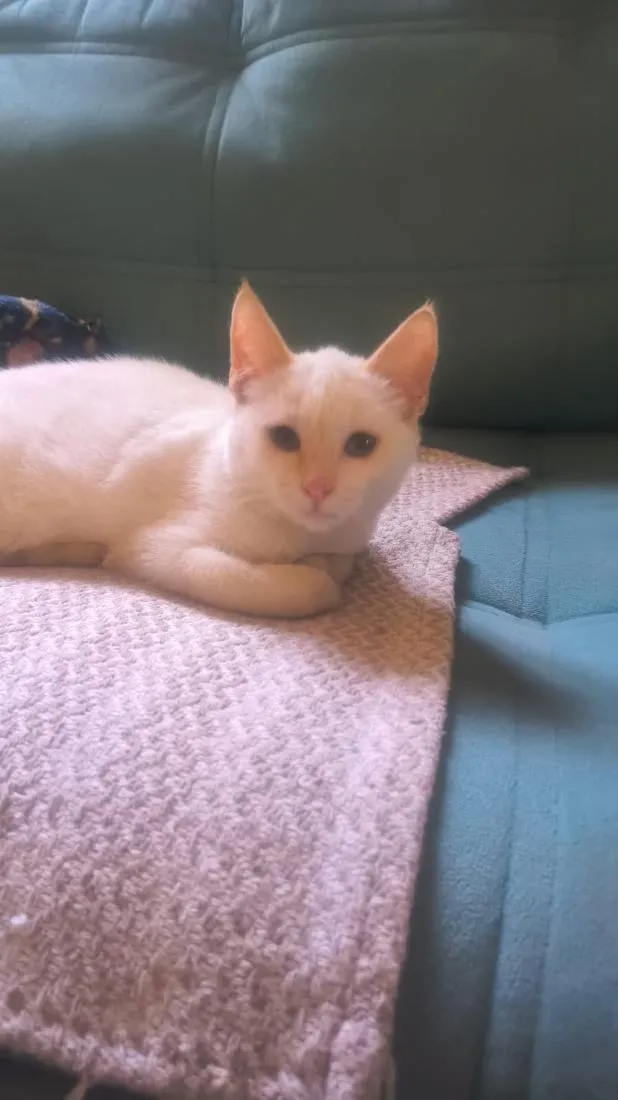 Gato raça SRD-ViraLata idade 2 a 6 meses nome Banana