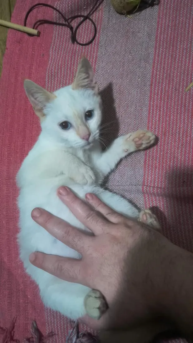 Gato raça SRD-ViraLata idade 2 a 6 meses nome Banana