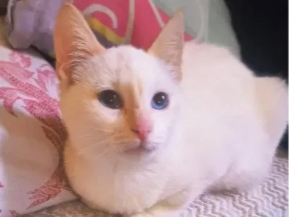 Gato raça SRD-ViraLata idade 2 a 6 meses nome Banana