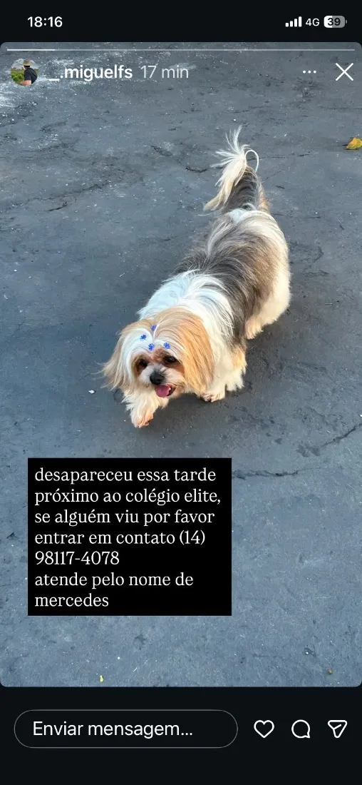 Cachorro raça Lhasa Apso idade 6 ou mais anos nome Mercedes
