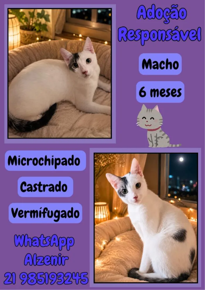 Gato raça SRD-ViraLata idade 7 a 11 meses nome branquinho