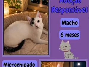 Gato raça SRD-ViraLata idade 7 a 11 meses nome branquinho