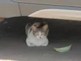 Casal de gatos inseparáveis 