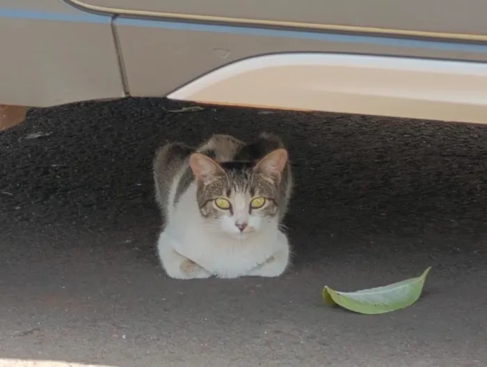 Gato raça SRD-ViraLata idade 2 a 6 meses nome Casal de gatos inseparáveis 