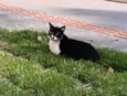 Casal de gatos inseparáveis 